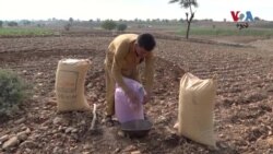 د خېبرپښتونخوا په ځینو سیمو کې د غنمو کښت شروع شو