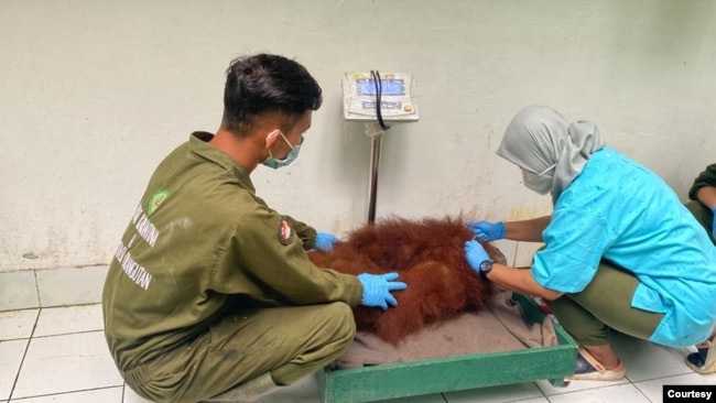 Keterangan foto: Orangutan Sumatra yang menjalani rehabilitasi di Sekolah Hutan Jantho Aceh. (Courtesy: BBKSDA Sumut)