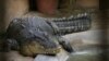 Les reptiles seront vendus à quiconque peut prouver qu'il possède des habitats convenables pour les crocodiles, ainsi que des papiers en règles.