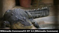 Les reptiles seront vendus à quiconque peut prouver qu'il possède des habitats convenables pour les crocodiles, ainsi que des papiers en règles.