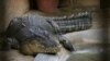 Discovery of a Crocodile 'Virgin Birth'