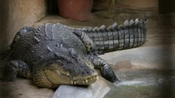 Science in a Minute: Discovery of a Crocodile 'Virgin Birth'