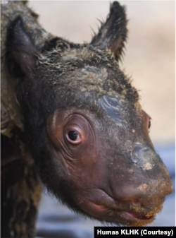Ini adalah anak induk badak Rosa, yang telah memasuki program kehamilan sejak 2015. Rosa hamil pertama kali pada 2017 dan mengalami keguguran 8 kali hingga 2020. (Foto: Humas KLHK)
