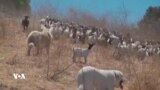 بەشێک لە ئاژەڵەکان هاوکارن لە کەمکردنەوەی ئاگرکەوتنەوەکان لە کێوەکانی کالیفۆڕنیا
