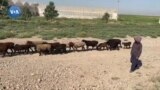 O'zbekiston: Qo'ylar paradi