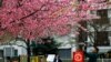 Seorang pria mengambil foto bunga sakura pada hari pertama pelonggaran pedoman resmi pemerintah Jepang tentang penggunaan masker untuk mencegah COVID-19 di Tokyo, Jepang, 13 Maret 2023. (REUTERS/Kim Kyung-Hoon)