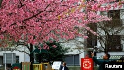 Seorang pria mengambil foto bunga sakura pada hari pertama pelonggaran pedoman resmi pemerintah Jepang tentang penggunaan masker untuk mencegah COVID-19 di Tokyo, Jepang, 13 Maret 2023. (REUTERS/Kim Kyung-Hoon)