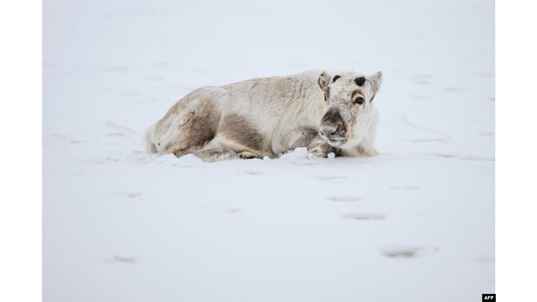 FILE - A reindeer lays on the snow, May 6, 2022, in Longyearbyen, on Spitsbergen island, in Svalbard Archipelago, northern Norway.
