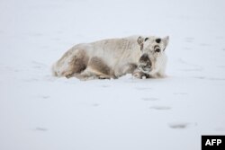 FILE - A reindeer lays on the snow, May 6, 2022, in Longyearbyen, on Spitsbergen island, in Svalbard Archipelago, northern Norway.