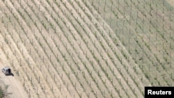 FILE - A vineyard is affected by prolonged drought, in Ronda, southern Spain, May 11, 2023.