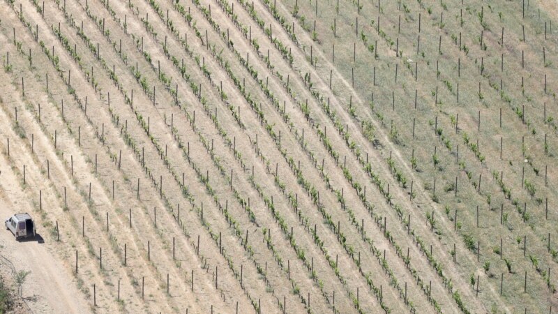‘Extreme' climate blamed for world's worst wine harvest in 62 years 
