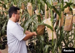 FILE - Logan Huff, Soy Plant Specialist Lead, examines corn plants in the Monsanto research facility in Chesterfield, Missouri, July 28, 2014.