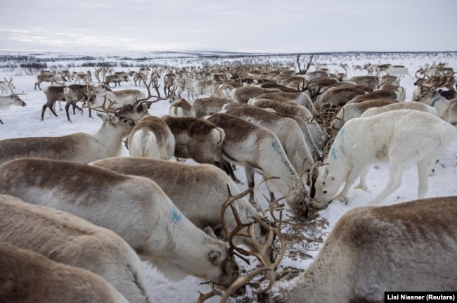 Reindeer that belong to Sami reindeer herder Nils Mathis Sara, 65, eat supplementary feed pellets near Geadgebarjavri, up on the Finnmark plateau, Norway, March 13, 2024. (REUTERS/Lisi Niesner)