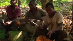 Perusahaan Cokelat Raup Laba, Petani Kakao Keluhkan Turunnya Pendapatan