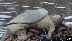 This photo provided by Joey Santore shows a snapping turtle relaxing along a Chicago River. 