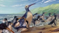 Science in a Minute: Fossils of Largest Penguin to Live on Earth Discovered