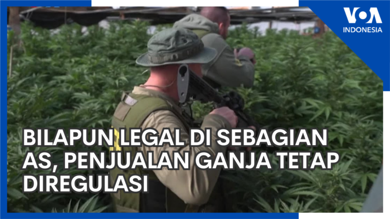 Bilapun Legal di Sebagian AS, Penjualan Ganja Tetap Diregulasi 8 Bilapun Legal di Sebagian AS, Penjualan Ganja Tetap Diregulasi