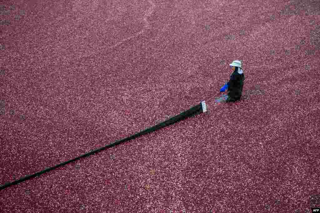 A farmhand uses a boom to help coral cranberries to the pump at the Mann Farm in Buzzards Bay, Massachusetts.