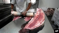 FILE - A worker separates the skin from the body of a Pirarucu fish at a industrial refrigeration facility in Carauari, Amazonia, Brazil, Aug. 31, 2022.