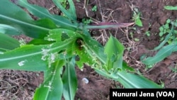 Makonye erudzi rwe armyworm ari kuradza zvirimwa nesora mune mamwe matunhu muZimbabwe.