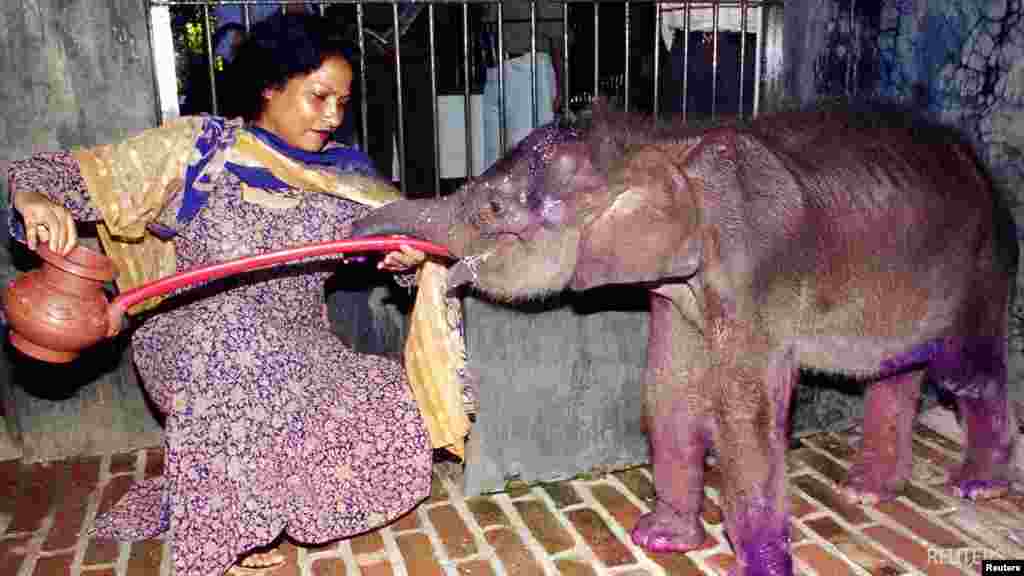 ঢাকা চিড়িয়াখানায় বসে 'সুলতানা' নামের একটি দুই মাসের শিশু হাতিকে খাওয়াচ্ছেন ব্রিটেন থেকে প্রশিক্ষনপ্রাপ্ত প্রাণিচিকিৎসক নুরজাহান। 