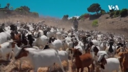 Стада кози и вештачка интелигенција за заштита од шумски пожари во Калифорнија