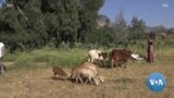 በትግራይ በጦርነቱ ወቅት የወጡ ሕጎች እንዲሻሩ ተጠየቀ