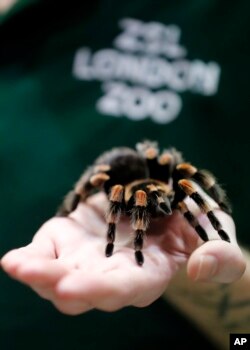 Seorang penjaga kebun binatang memamerkan Seekor laba-laba lutut merah Meksiko di tangannya, saat inventarisasi tahunan di Kebun Binatang ZSL London, Kamis, 2 Januari 2020. (AP/Frank Augstein)