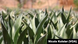 Agave cocui es una planta que nace de forma silvestre en las cordilleras del occidente de Venezuela