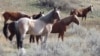 FILE - Wild horses are seen in Theodore Roosevelt National Park, Oct. 21, 2023, near Medora, N.D. U.S. Sen. John Hoeven, R-N.D., said April 25, 2024, that the National Park Service had agreed to keep the roughly 200 horses that roam the park's South Unit.