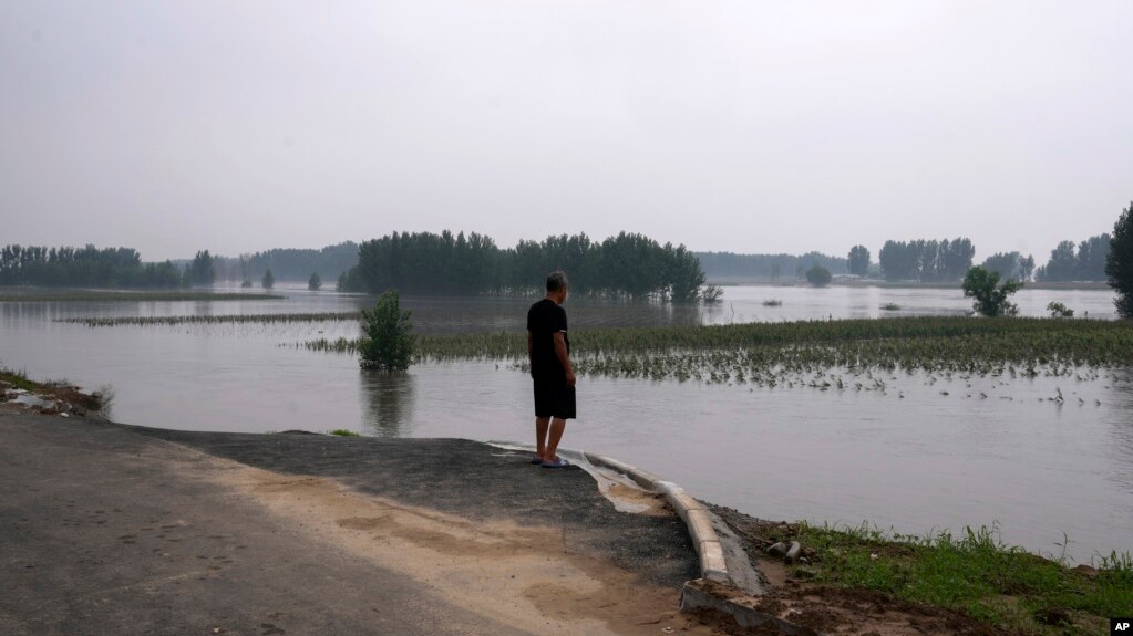 中国河北廊坊一位村民看着被洪水淹没的庄稼。（2023年8月2日）(photo:VOA)
