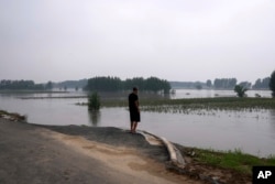 中國河北廊坊一位村民看著被洪水淹沒的莊稼。（2023年8月2日）