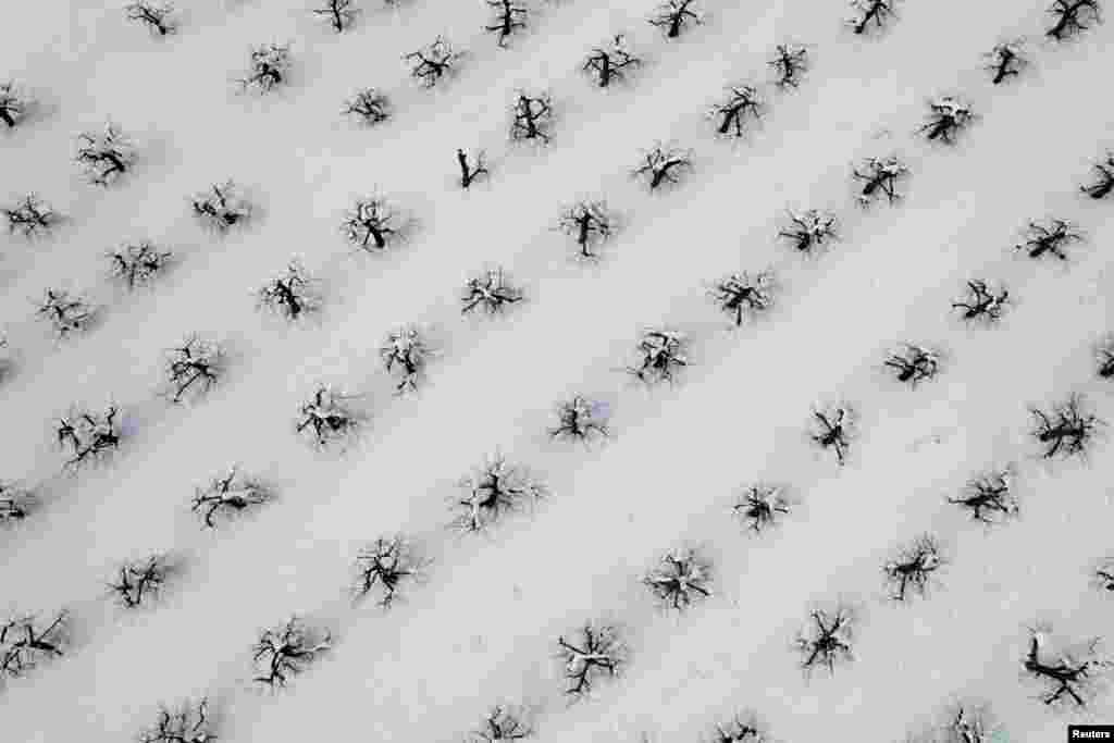 Snow from a recent Nor&#39;easter storm surrounds apple trees at Hollis Hills Farm in Fitchburg, Massachusetts, March 15, 2023.