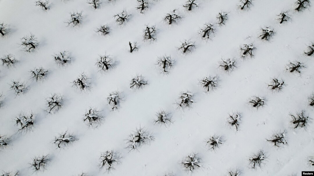 Salju dari badai nor'easter mengubur pohon-pohon apel di perkebunan apel di Hollis Hills Farm, di Fitchburg, Massachusetts, Rabu, 15 Maret 2023. (Foto: Brian Snyder/Reuters)