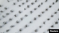 Salju dari badai nor'easter mengubur pohon-pohon apel di perkebunan apel di Hollis Hills Farm, di Fitchburg, Massachusetts, Rabu, 15 Maret 2023. (Foto: Brian Snyder/Reuters)