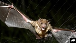 FILE - A vampire bat in Para, Brazil, Dec. 1, 2005. The Zoonomia Project examined the genetic blueprint of bats, sharing its discoveries April 27, 2023, in the journal Science.