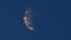 FILE - SpaceX's Starship turns after its launch from Starbase in Boca Chica, Texas, April 20, 2023. The Federal Aviation Administration has closed its accident investigation into SpaceX's failed debut of its Starship mega rocket. 