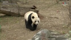 Չինաստանը տարվա վերջ երկու հսկա պանդաներ կուղարկի ԱՄՆ_1.mp4