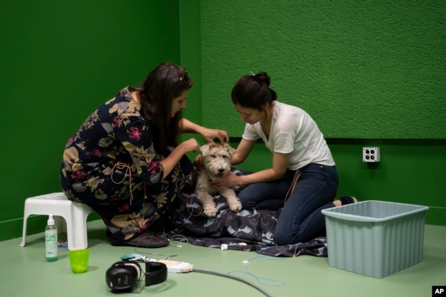 Researcher Marianna Boros, left, attached electrodes to the head of Cuki the dog, during an experiment at the Department of Ethology of the Eotvos Lorand University in Budapest, Hungary, on Wednesday, March 27, 2024. (AP Photo/Denes Erdos)