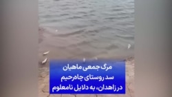 مرگ جمعی ماهیان سد روستای چاه‌رحیم در زاهدان به دلایل نامعلوم