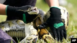 FILE - A Burmese python is held during a safe capture demonstration at a media event for the 2022 Florida Python Challenge, June 16, 2022, in Miami.