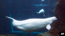 FILE - Beluga whales swim in the Georgia Aquarium in Atlanta, April 11, 2012. The Zoonomia Project compared the genetic blueprints of an array of animals, including this species.