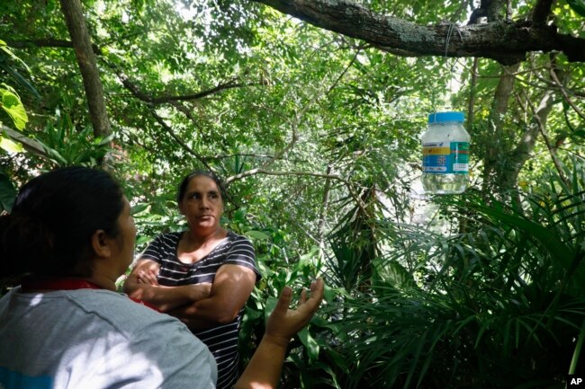 Honduras Mosquitoes Fighting Dengue