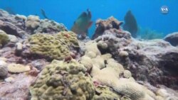 Mercan resiflerini korumak için 12 milyar dolar sözü 