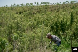 Ed Hubbs, habitat and private lands manager at Spring Creek Prairie Audubon Center, removes vegetation while clearing a path for cattle on June 20, 2023, in Denton, Nebraska.