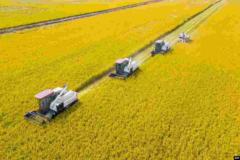 Combines harvest rice in Nantong, China&#39;s eastern Jiangsu province.