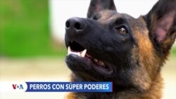 Perros colombianos con súper poderes al rescate