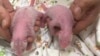 Twin panda babies, female at left and male at right, are pictured at Ocean Park in Hong Kong, marking the first-ever locally born panda cubs, in this photo released and taken on Aug. 15, 2024. (Ocean Park Hong Kong via AP)