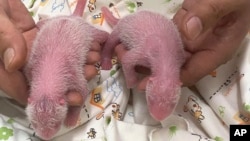 Twin panda babies, female at left and male at right, are pictured at Ocean Park in Hong Kong, marking the first-ever locally born panda cubs, in this photo released and taken on Aug. 15, 2024. (Ocean Park Hong Kong via AP)