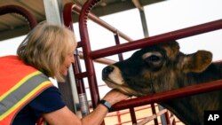 Brenda Stows-Johnson, from Chico Calif., pets a cow evacuated from the Park Fire, in Oroville, Calif., July 31, 2024.